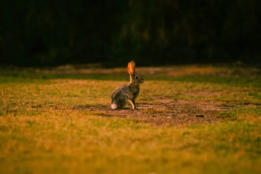 Rabbits Keep Their Own Time (Image Credits: Unsplash)