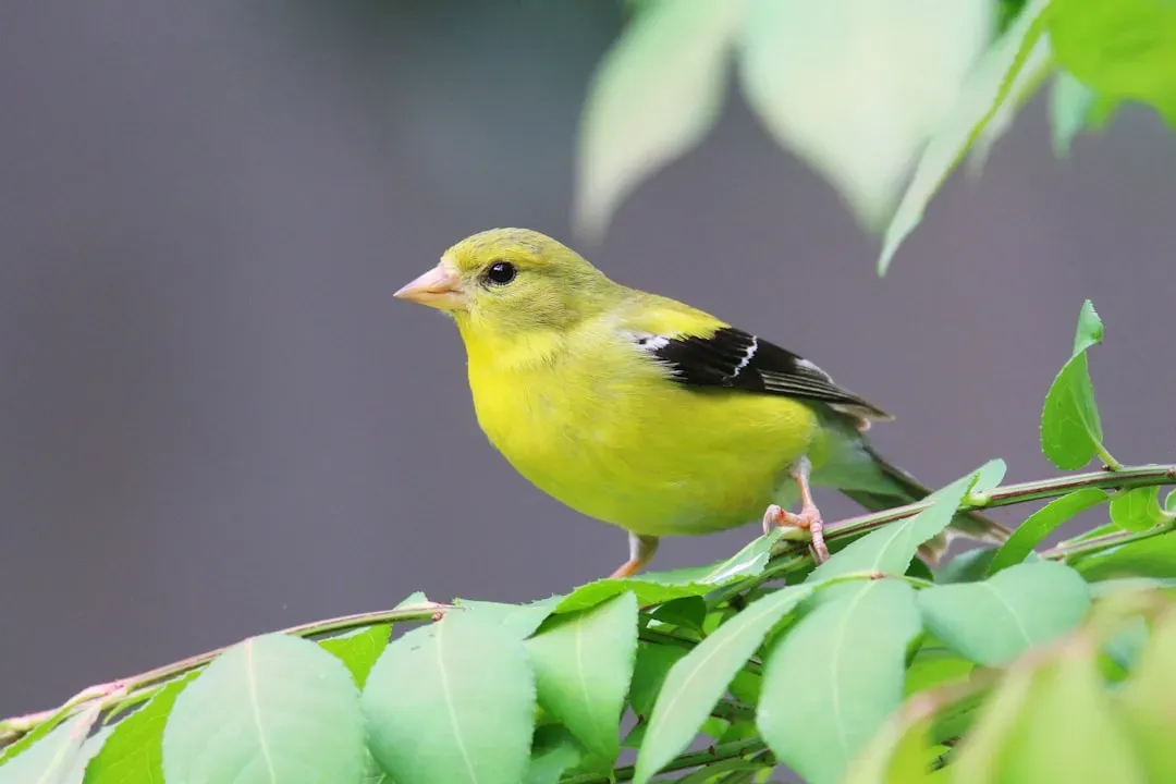 #7 - Molting Birds Look Nothing Like the Goldfinches You Know (Image Credits: Unsplash)