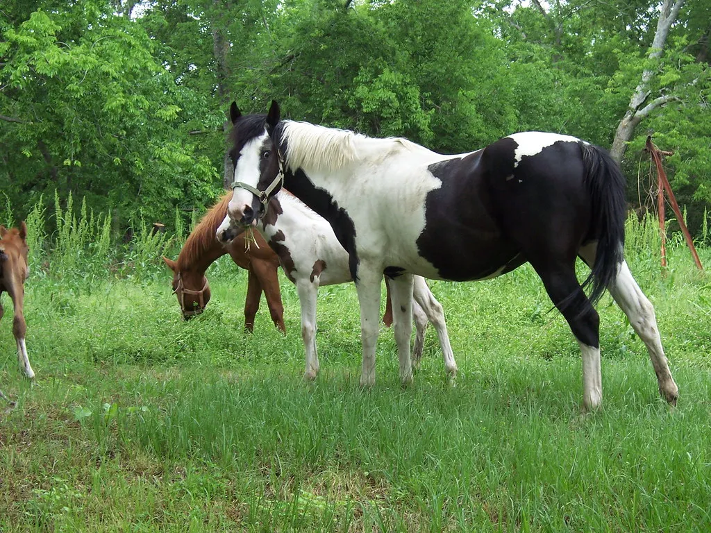 #21 - American Paint Horses: A Beautiful Coat With a Deadly Recessive Gene (sylvester75117, Flickr, CC BY 2.0)