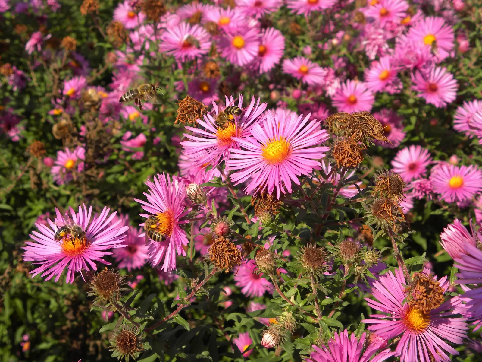#1 - New England Aster: The Last Call Nectar Bar (By Haeferl, CC BY-SA 3.0)