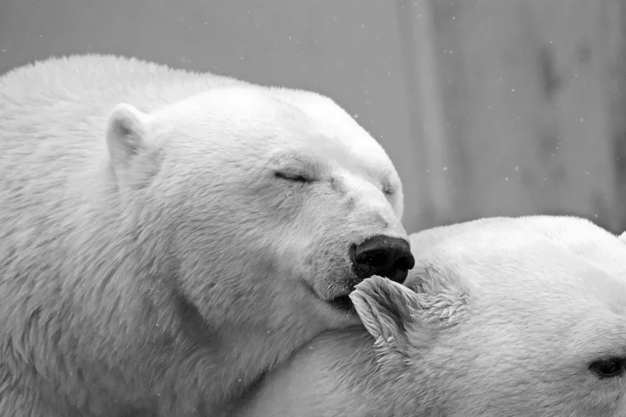 Blubber, Body Size, and the Physics of Staying Warm (Image Credits: Pixabay)