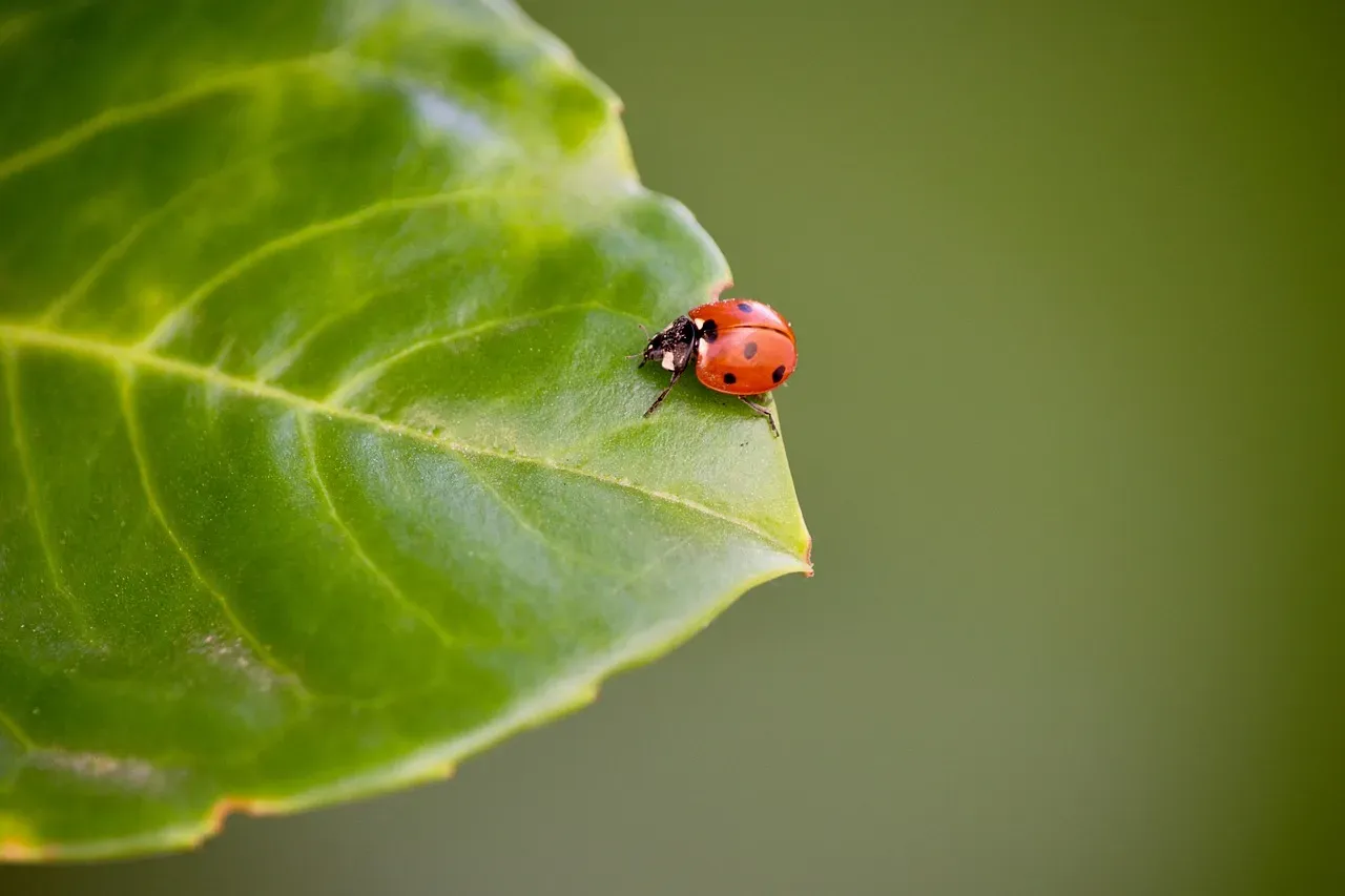 Libra: The Ladybug (Image Credits: Pixabay)