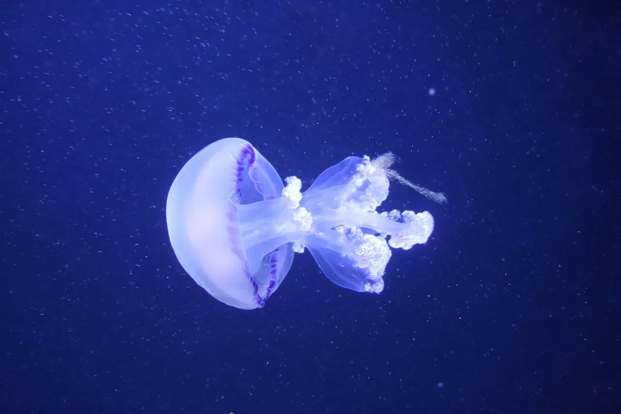 The Freshwater Jellyfish: A Surprise Guest in Midwestern Lakes (Image Credits: Pixabay)