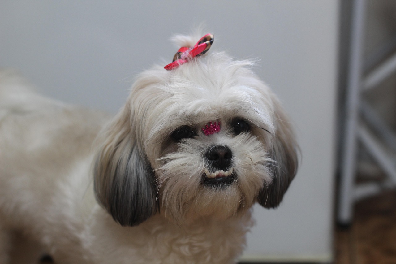 #8 Shih Tzu (Image Credits: Pixabay)