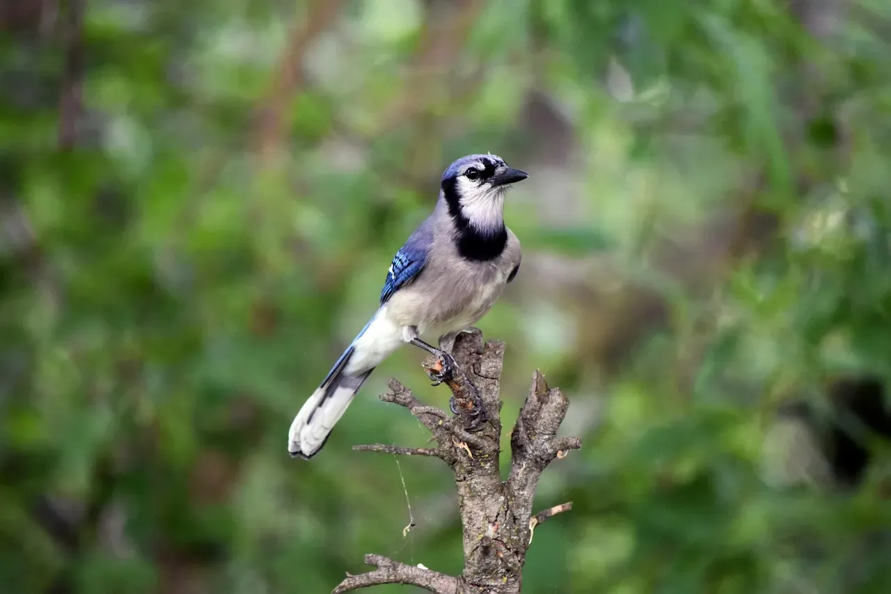 Early Morning Routines and Timing (Image Credits: Pixabay)