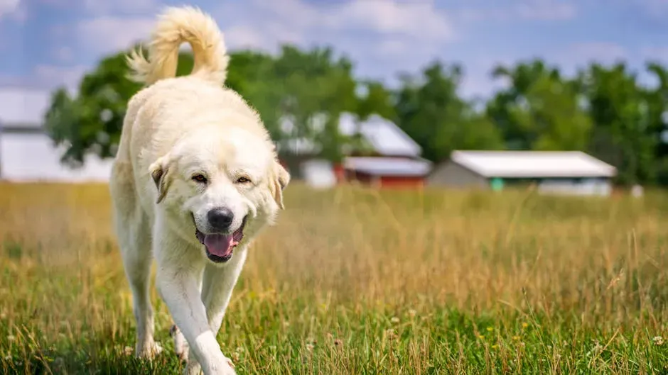 Conclusion: Finding the Right Fit for Your Kentucky Land (Image Credits: Pexels)