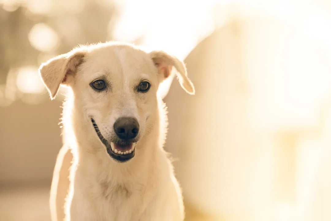 #13 - Odd Little "Good Days" That Feel Like A Comeback (Image Credits: Unsplash)