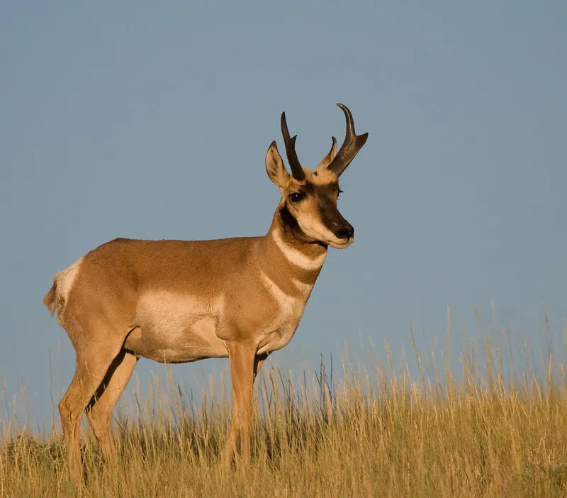 They Live on the Edge Between Wild Instinct and Human Pressure (Image Credits: Flickr)