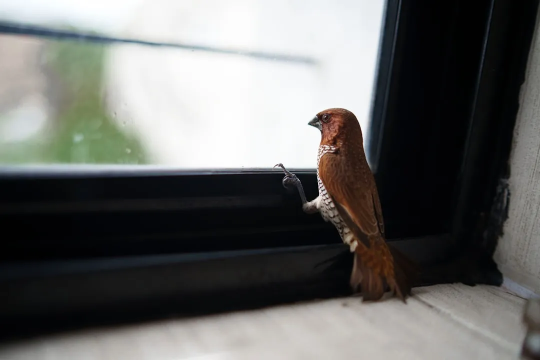 8. Make It Safe: Reduce Window Strikes, Light Pollution, and Hazards (Image Credits: Unsplash)