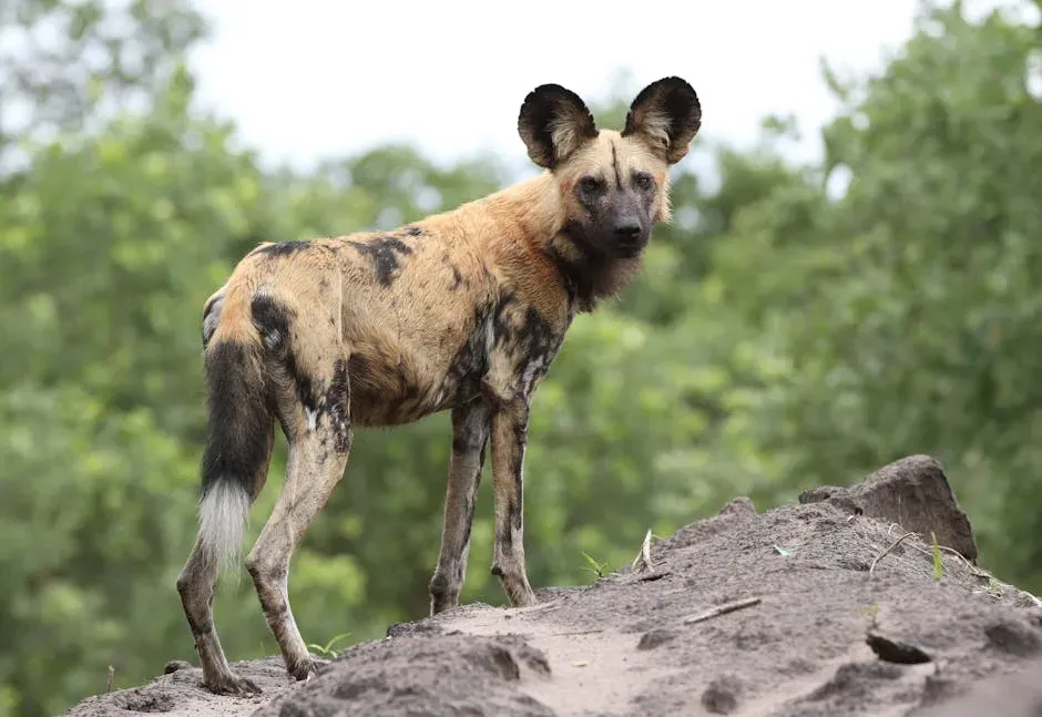 Sagittarius (November 22 – December 21): The African Wild Dog (Image Credits: Pexels)