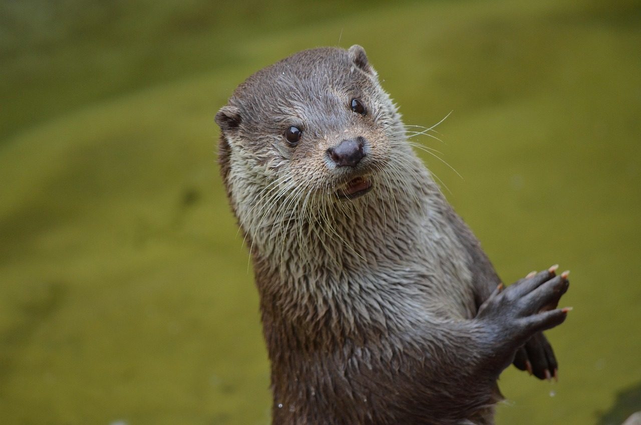 The Visionary Otter (January 20 - February 18) (Image Credits: Pixabay)