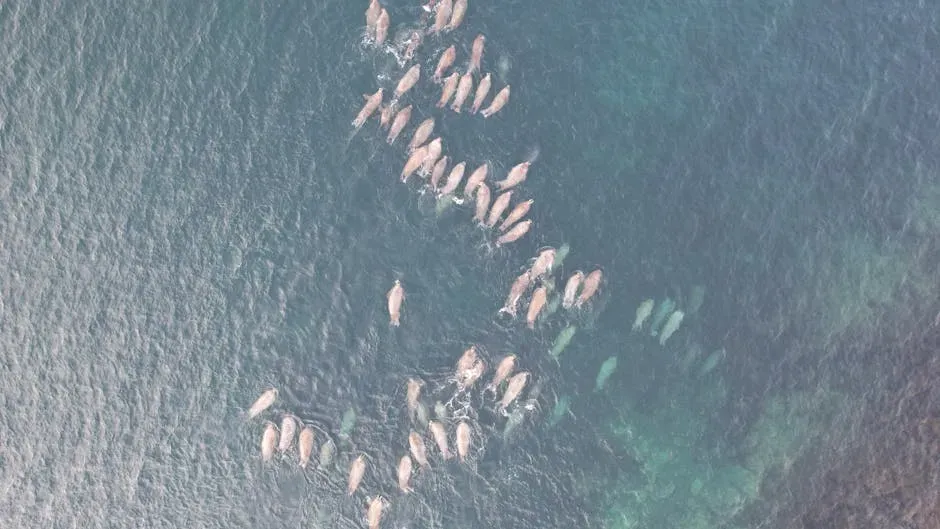 9. Whales Form Protective Circles Around the Dead (Image Credits: Pexels)