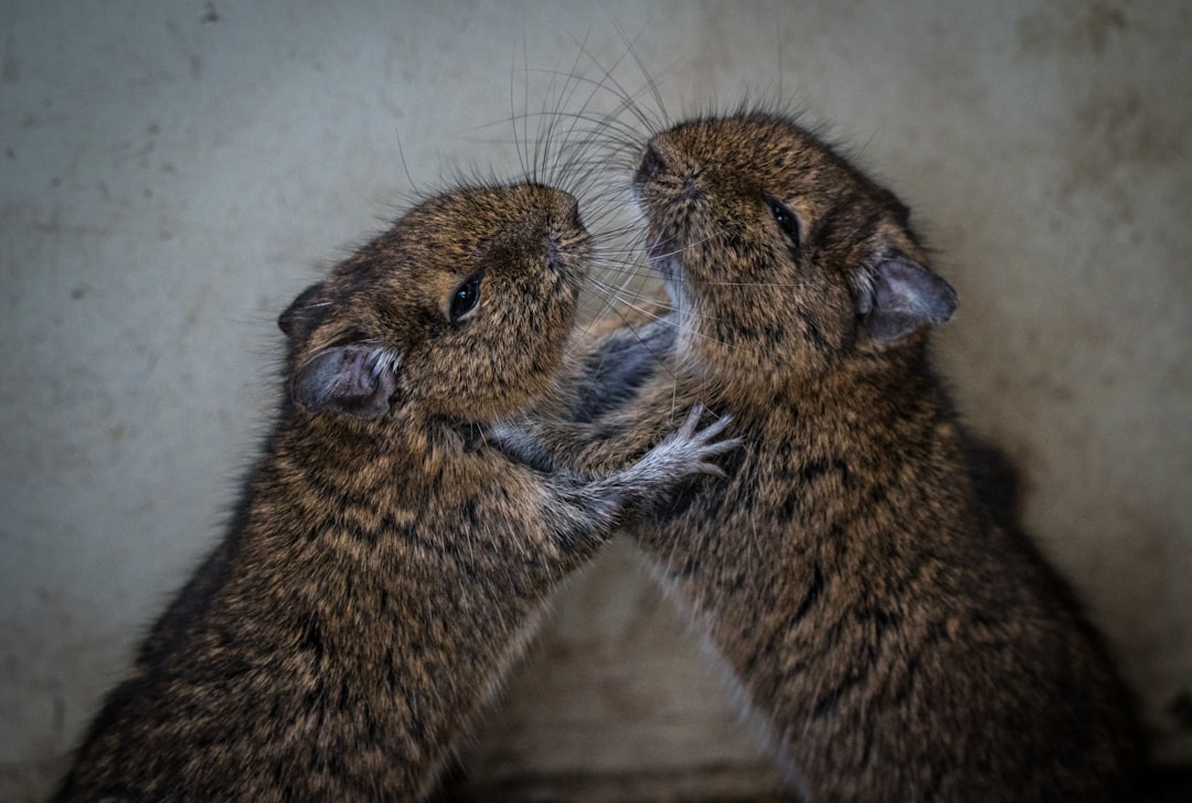 Mice Feel Pain When Their Companions Suffer (Image Credits: Unsplash)