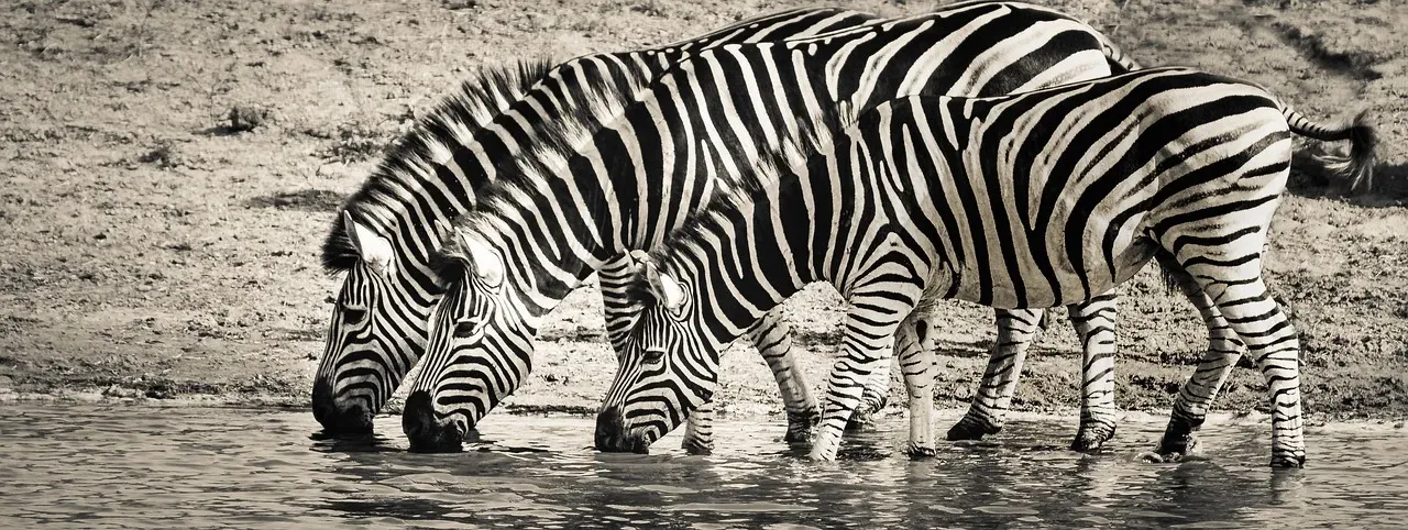 They Form Unbreakable Social Bonds (Image Credits: Pixabay)