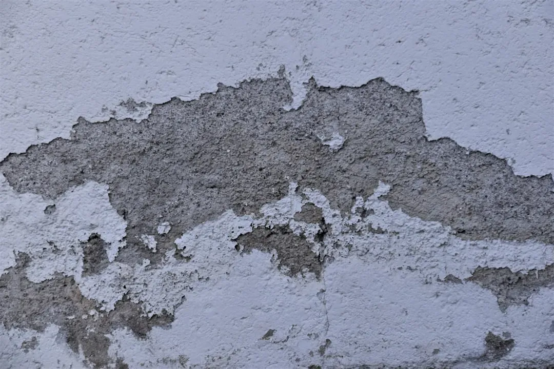 Mold, Mildew, and Moisture: The Overlooked Attractants (Image Credits: Unsplash)