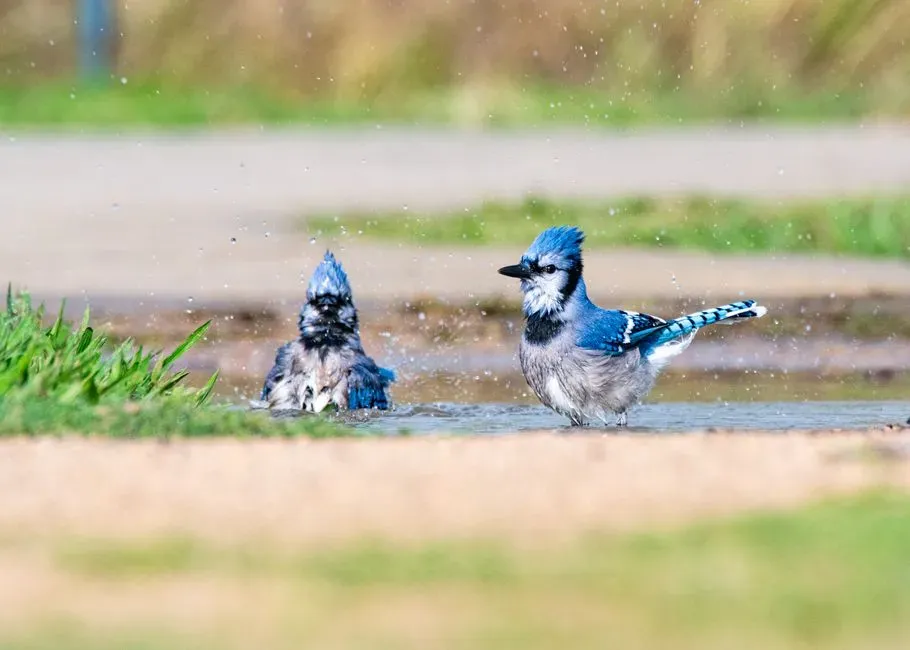 The Role of Mobbing Behavior (Image Credits: Pexels)