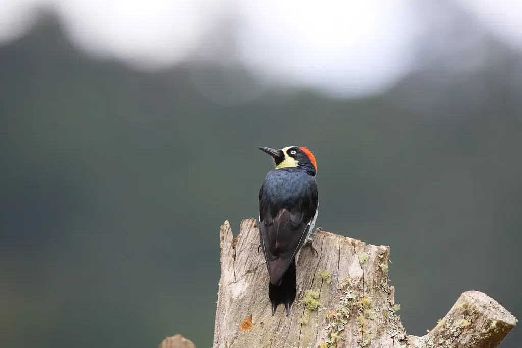 8. The Acorn Woodpecker: The Social Hoarder (Image Credits: Flickr)