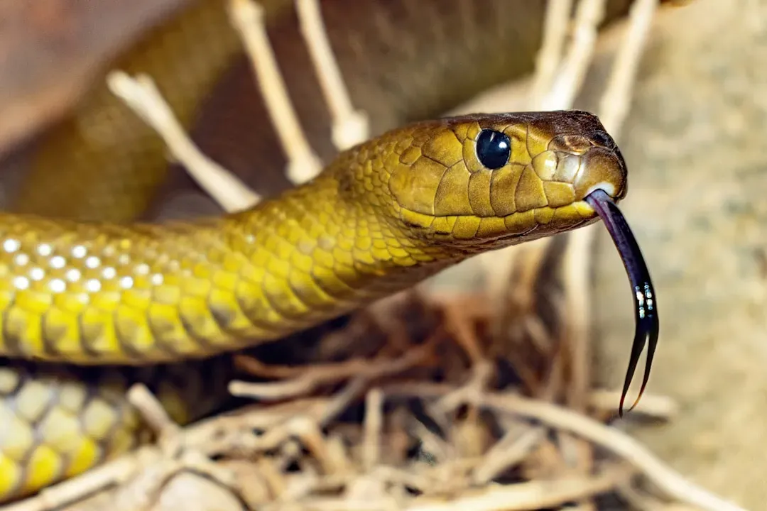 Aries: The Inland Taipan (Image Credits: Unsplash)