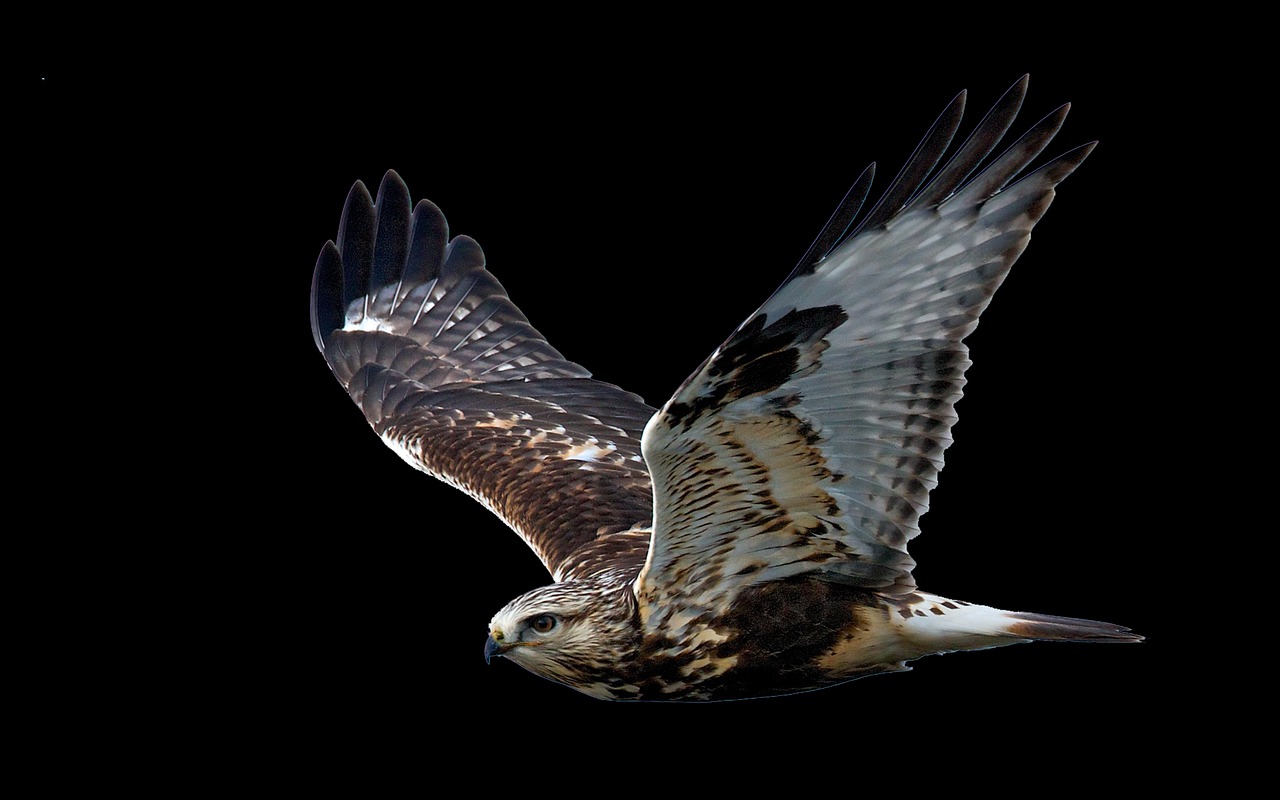 Aries: The Fierce Hawk (Image Credits: Pixabay)