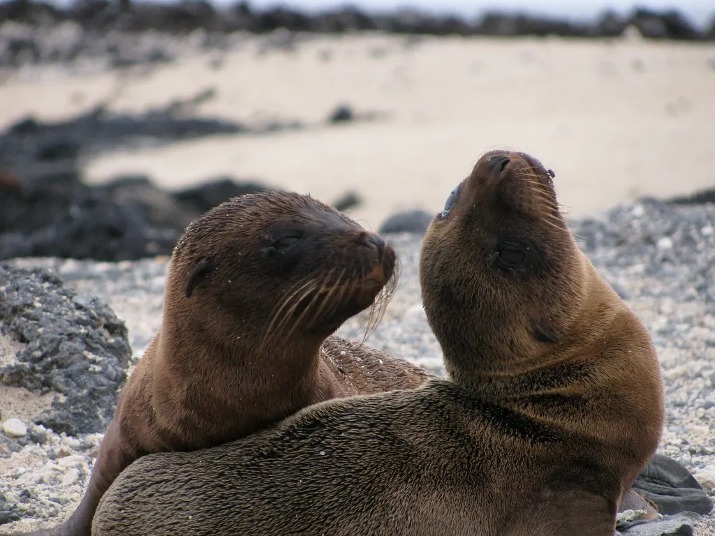 Human Disturbance: The Impact of Our Presence (mountainamoeba, Flickr, CC BY 2.0)
