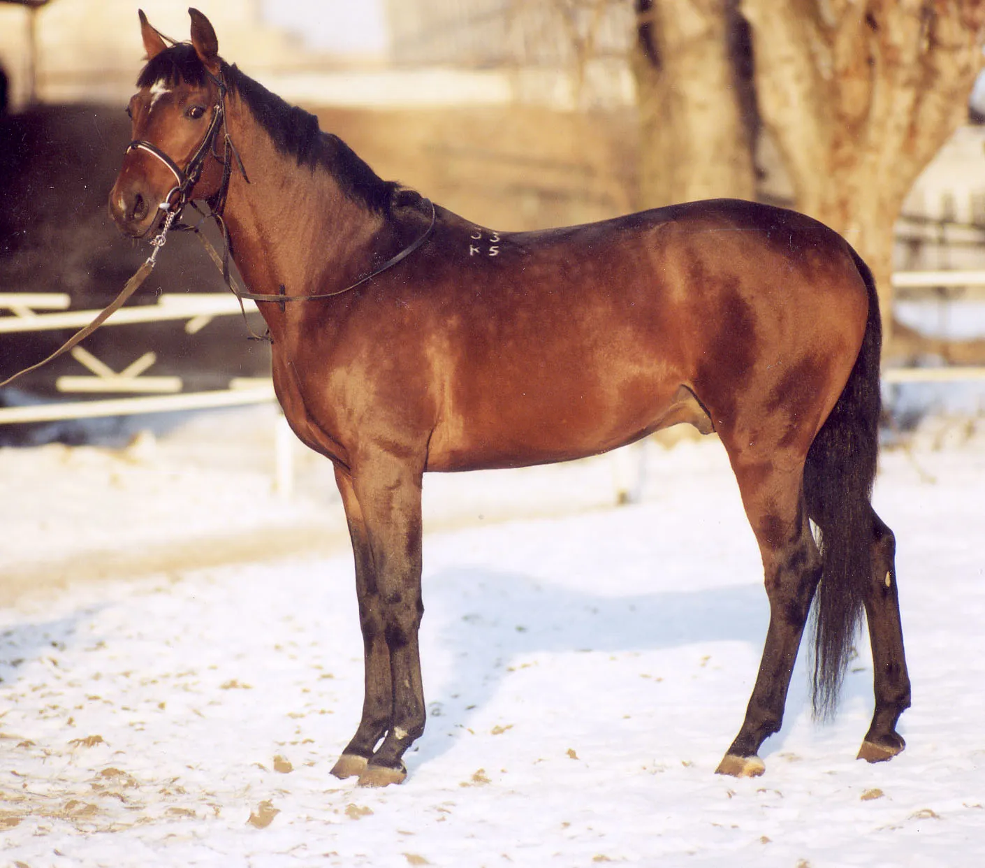 Trakehner: Sensitive but Often Bonded to the Job, Not Just the Rider (By Лена, Public domain)