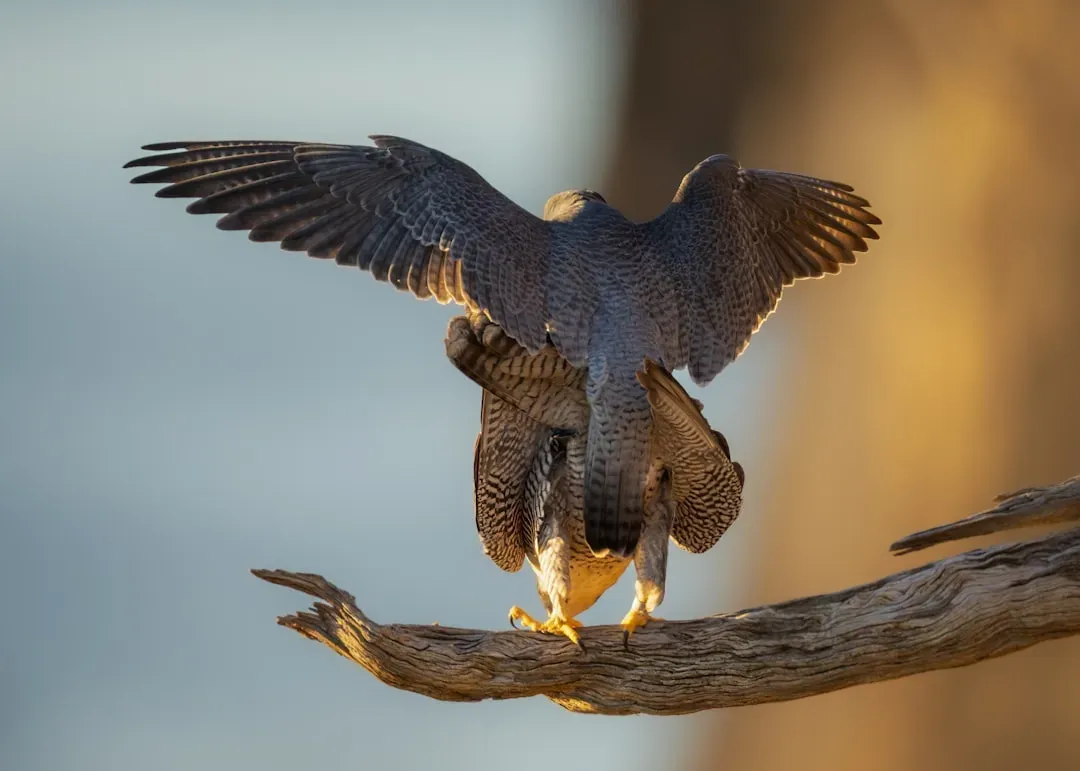 The Birth Dates and Elemental Connections of the Falcon (Image Credits: Unsplash)