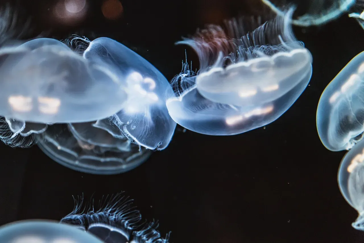 11. The Jellyfish: Brainless, Boneless, and Basically Immortal (Image Credits: Pixabay)
