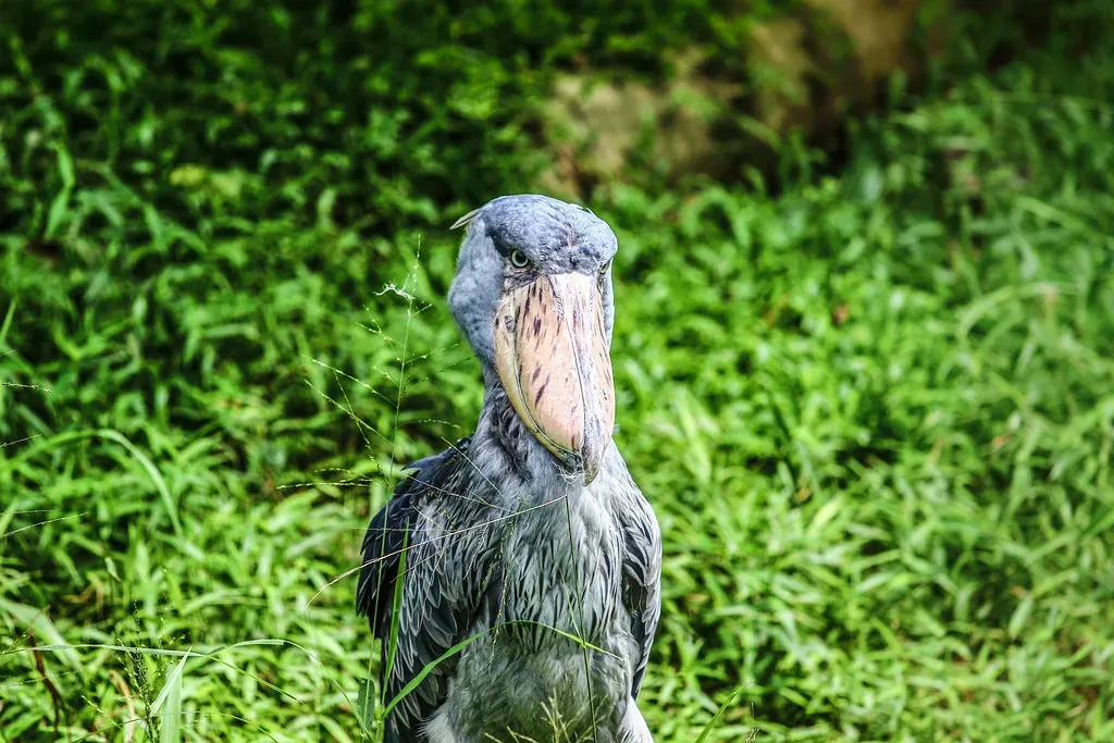 1. The Shoebill: Nature's Living Dinosaur (_paVan_, Flickr, CC BY 2.0)