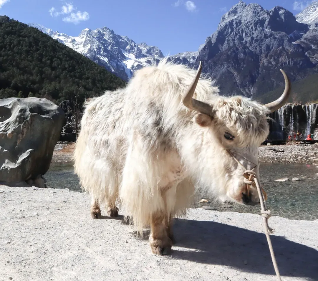 Taurus: The Yak (Image Credits: Unsplash)