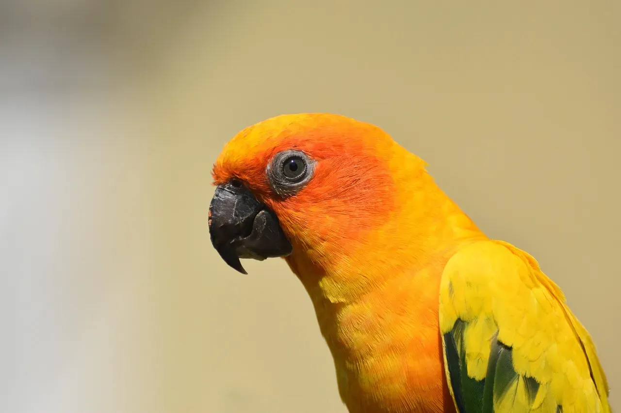 #11 – Sun Conures Bond So Tightly They Waste Away (Image Credits: Pixabay)