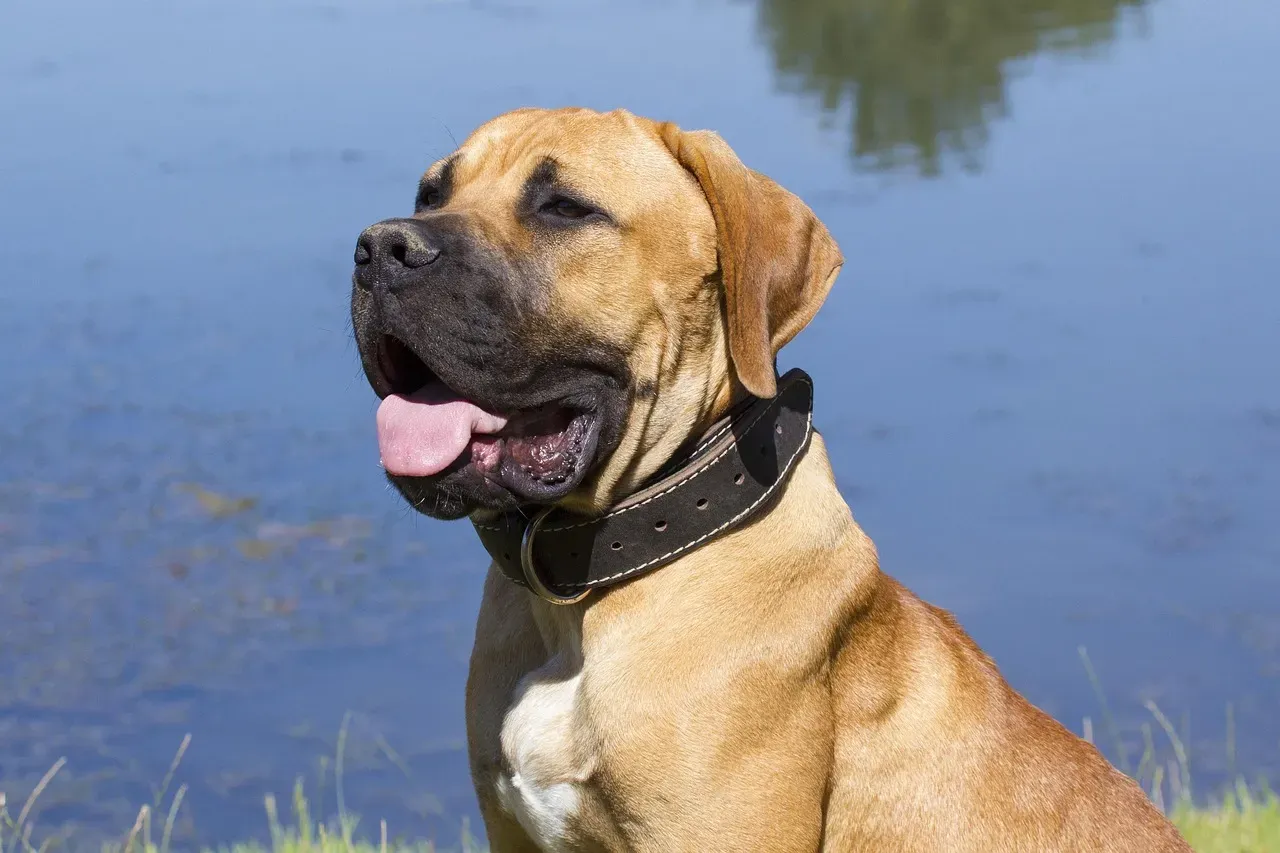 #13. Boerboel (Image Credits: Pixabay)