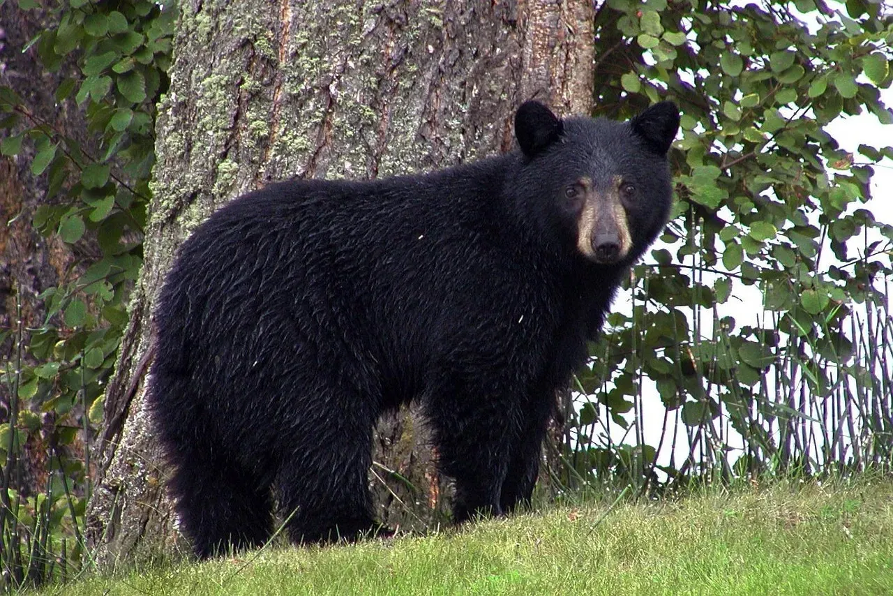 1. American Black Bear (Image Credits: Pixabay)