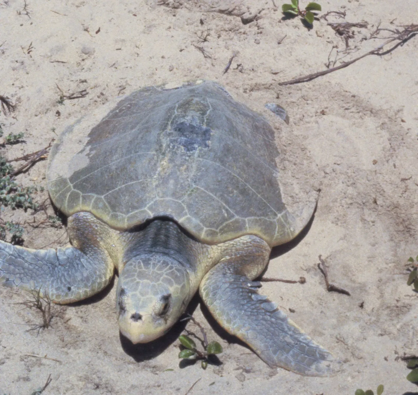 Multiple Dangers Lurking Everywhere (Image Credits: Wikimedia)