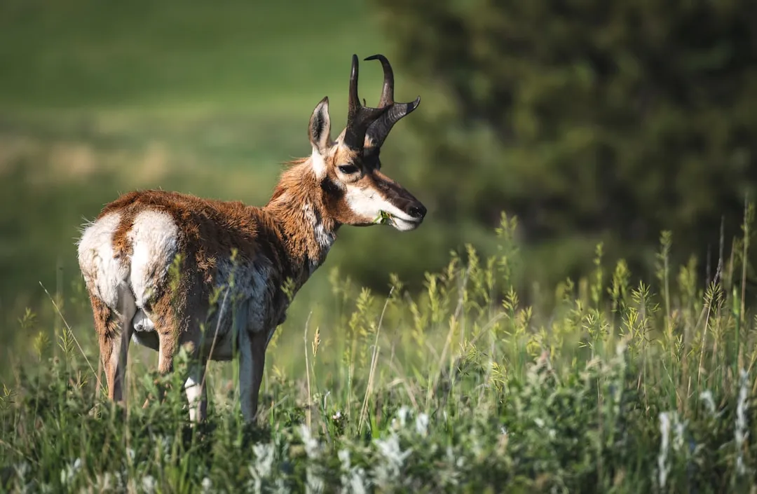 Unique Horns: A Distinctive Feature (Image Credits: Unsplash)