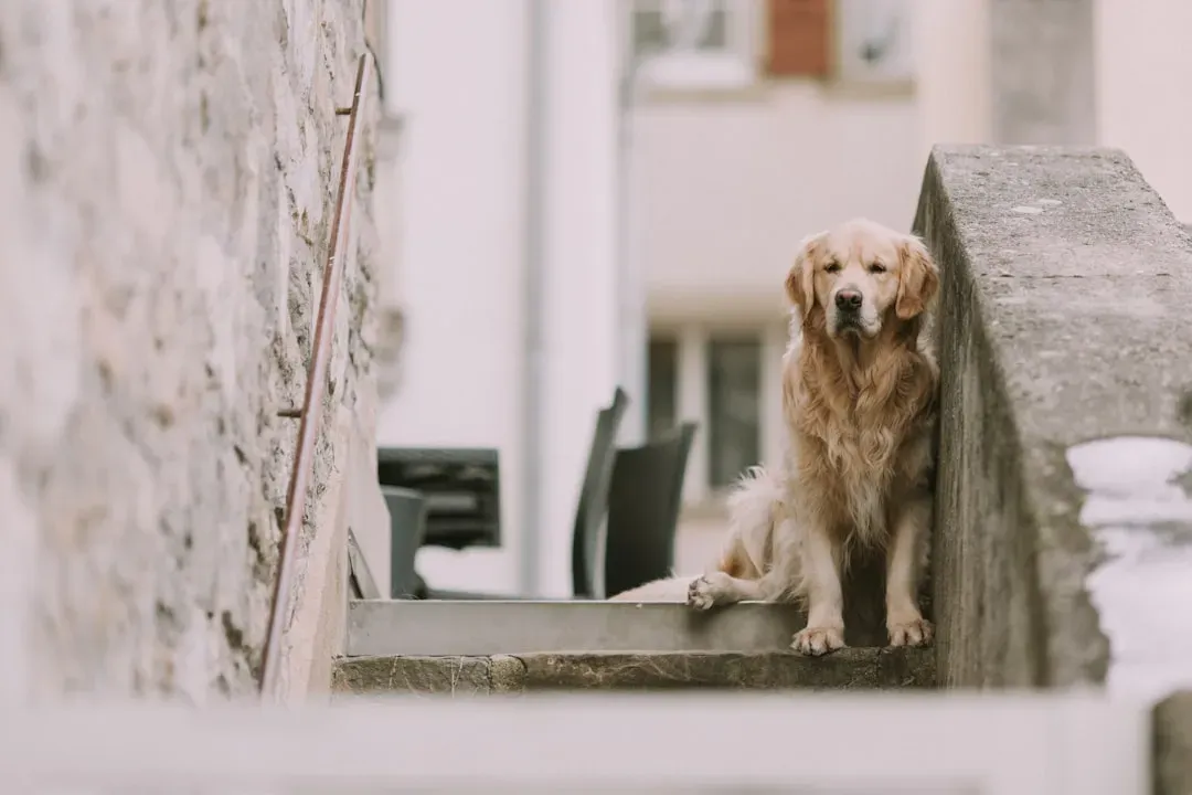 Territorial Instincts and Resource Guarding (Image Credits: Unsplash)
