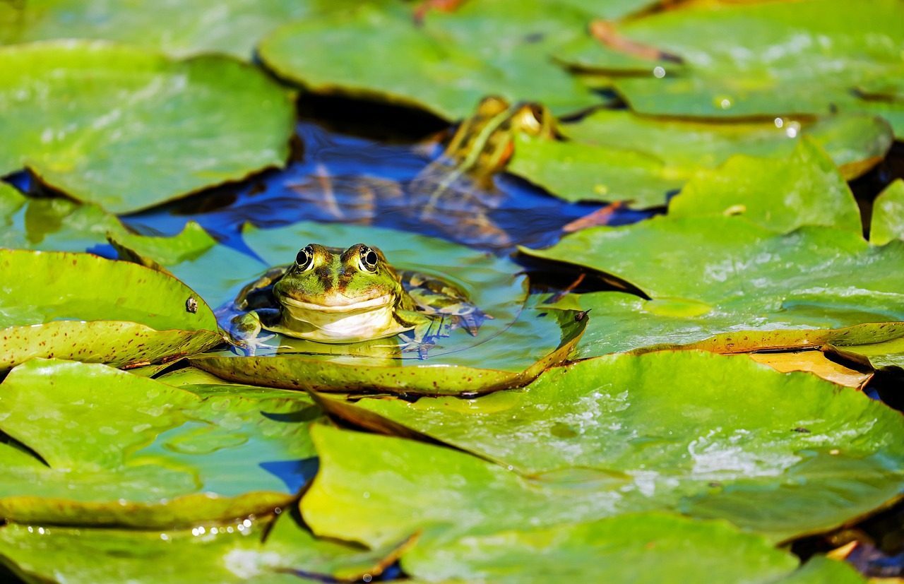 Frog's Transformation Between Two Worlds (Image Credits: Pixabay)