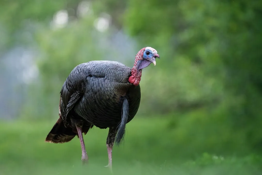 #4 Alabama – Southern Forests Full of Gobbles (Image Credits: Unsplash)