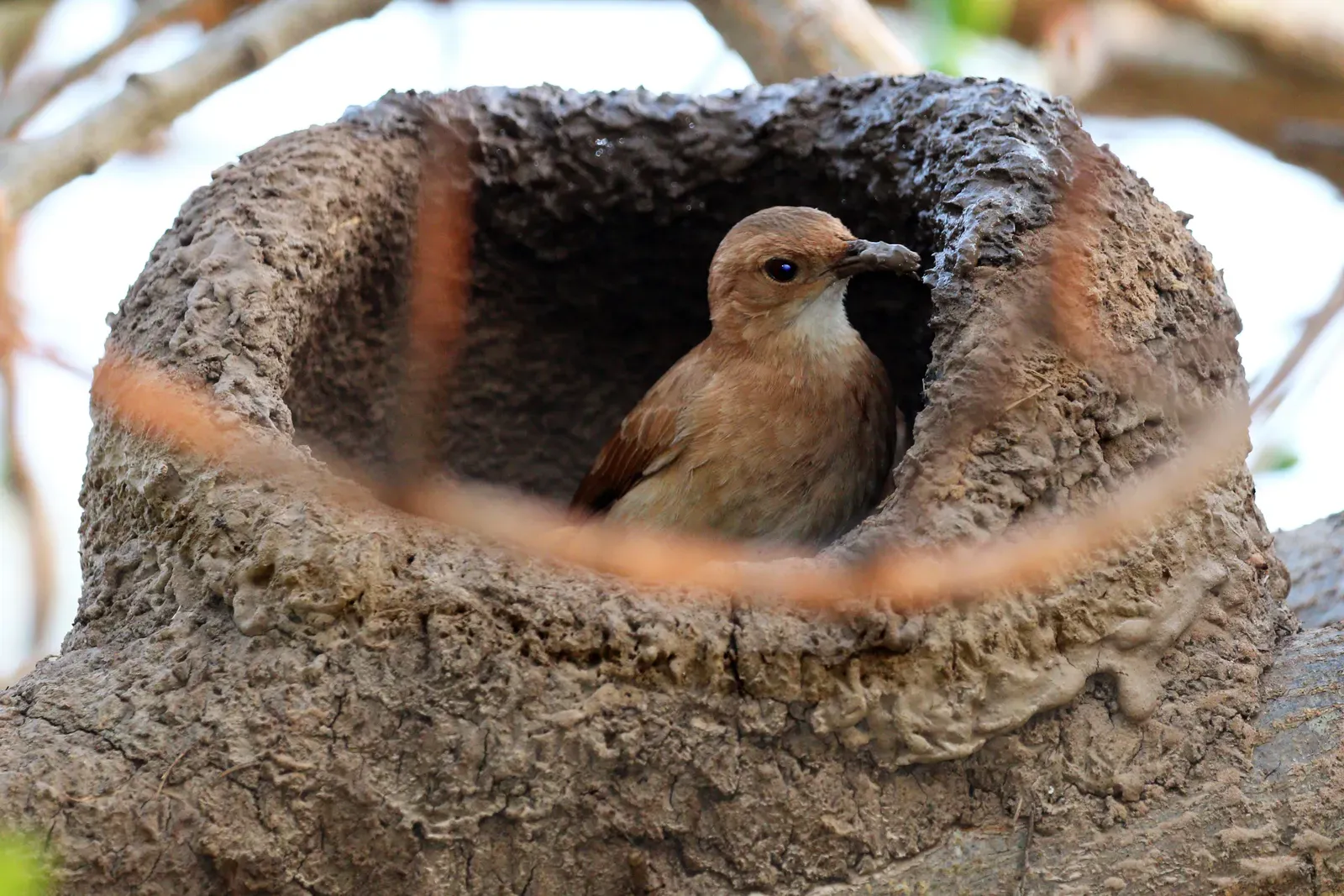 12. The Ovenbird: A Mud Mason With a Talent for Spirals (Own work, from Sharp Photography, sharpphotography, CC BY-SA 4.0)