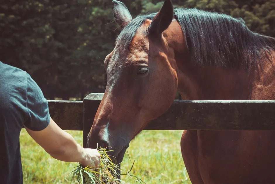 #5 - Ignoring the Feed Cart for You (Image Credits: Pexels)