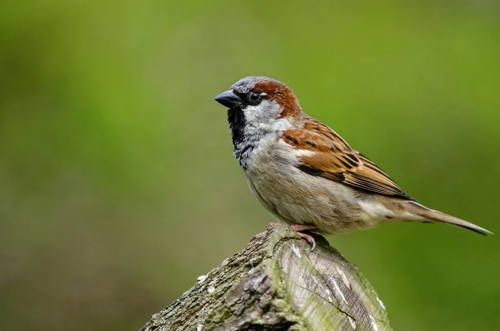 House Sparrow (Image Credits: Rawpixel)