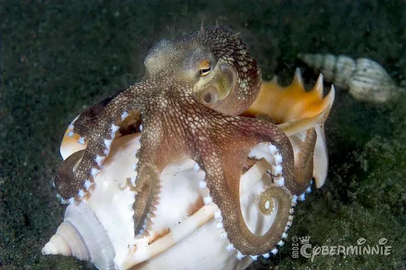 8. Octopuses: The Invertebrate Surprise (Image Credits: Flickr)