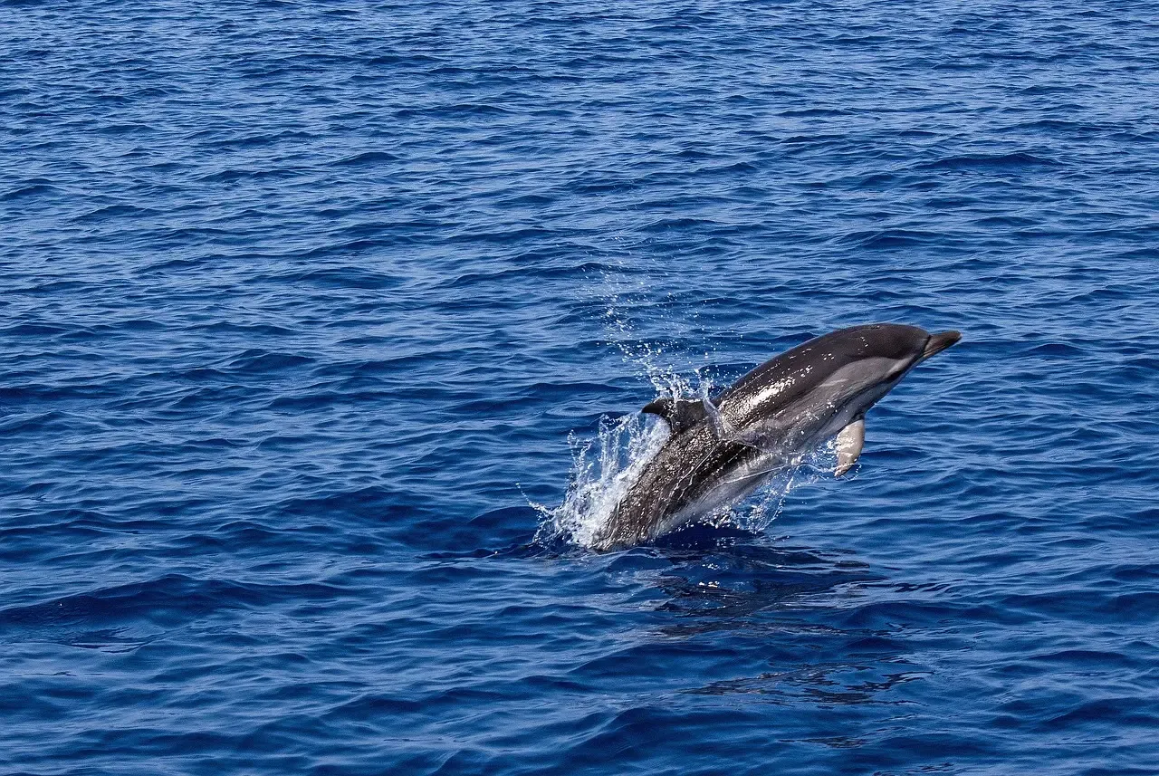 Gemini: The Twins Channel The Dolphin (Image Credits: Pixabay)