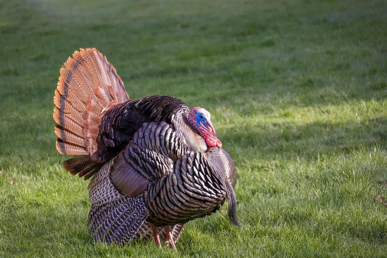4. Eastern Wild Turkey: A Conservation Textbook Case (Image Credits: Pixabay)