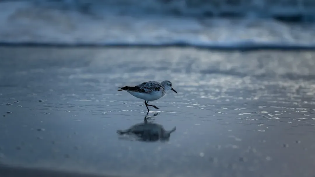 Piping Plover: Squeezed Between the Sea and Development (Image Credits: Unsplash)