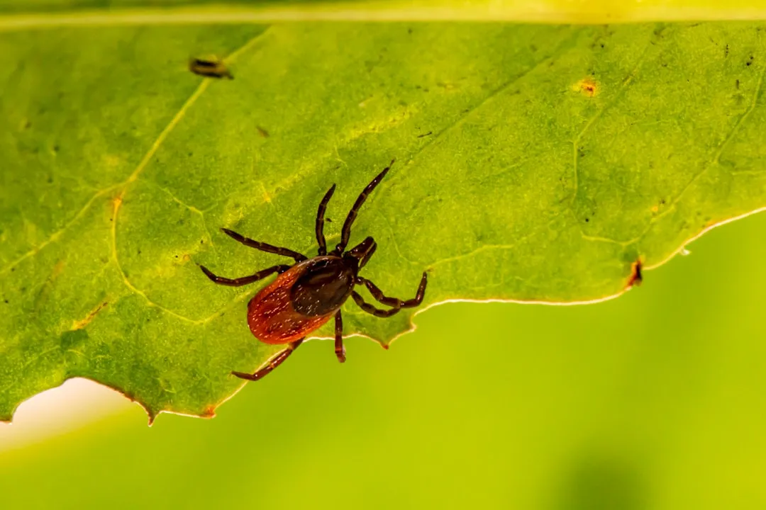 #4 - Fleas and Ticks Explode in Population (Image Credits: Unsplash)