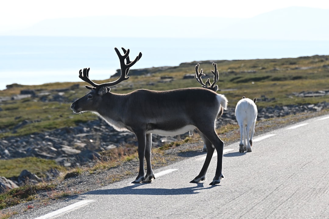 Reindeer: Arctic UV Specialists (Image Credits: Unsplash)