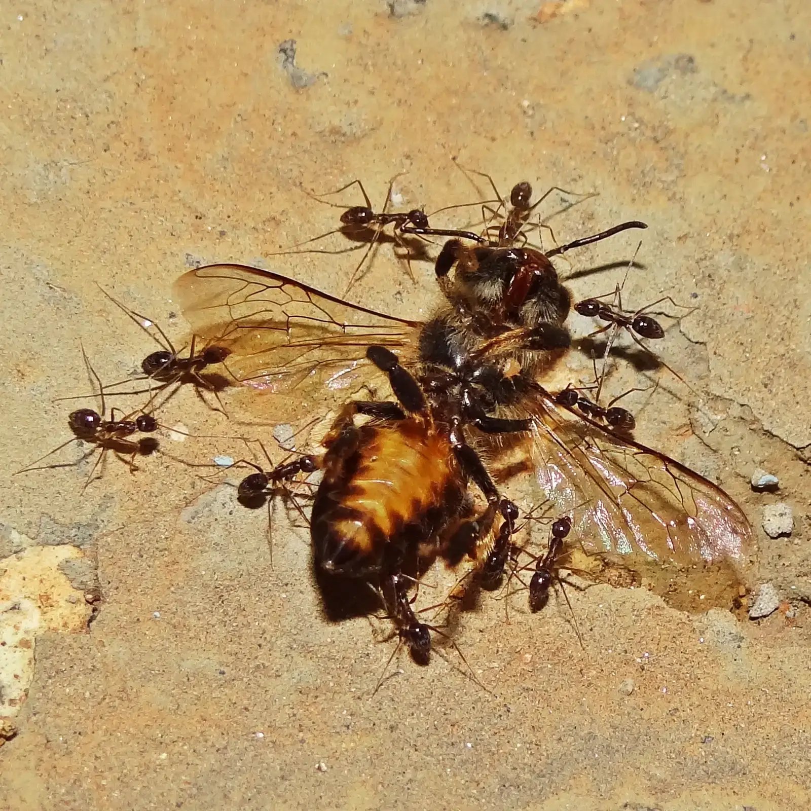 Dead Insects and Protein Sources (Image Credits: Wikimedia)