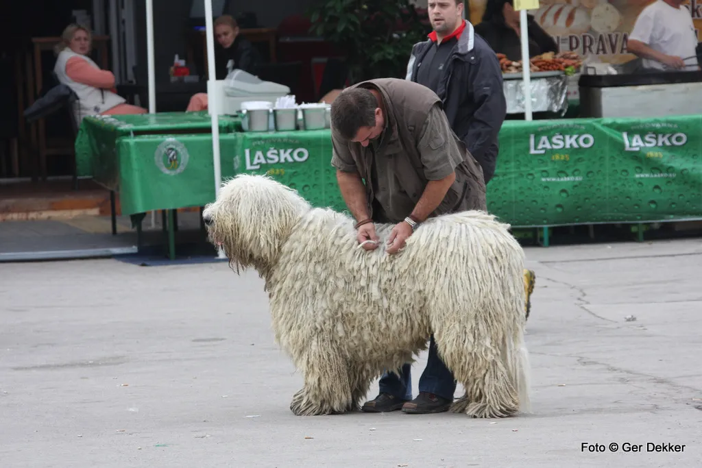 #7 - Komondor: The Living Mop Vanishing in Plain Sight (Ger Dekker, Flickr, CC BY-SA 2.0)