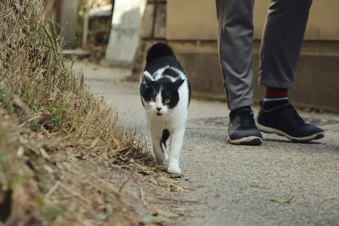 Islands Ruled By Cats And Rabbits (Image Credits: Unsplash)