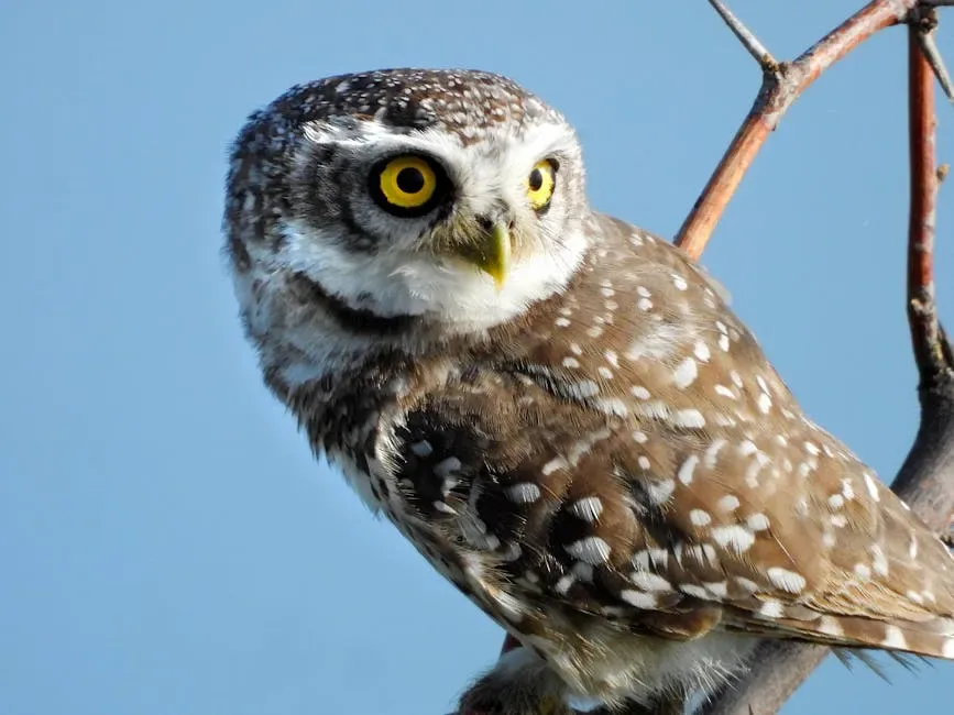 9. Olympic National Park, Washington: Salmon, Owls, and Rain-Soaked Resilience (Image Credits: Pexels)